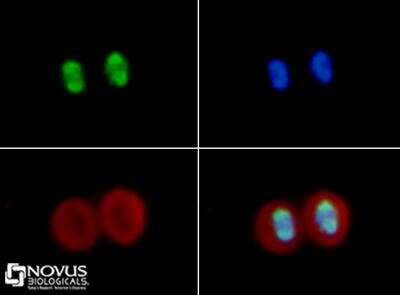 Immunocytochemistry/ Immunofluorescence: Histone H4 [ac Lys16] Antibody - BSA Free [NB21-2077]